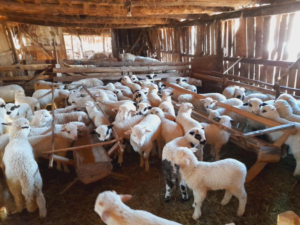 Vila Casa De La Ferma Mariuca Berbesti Exteriér fotografie