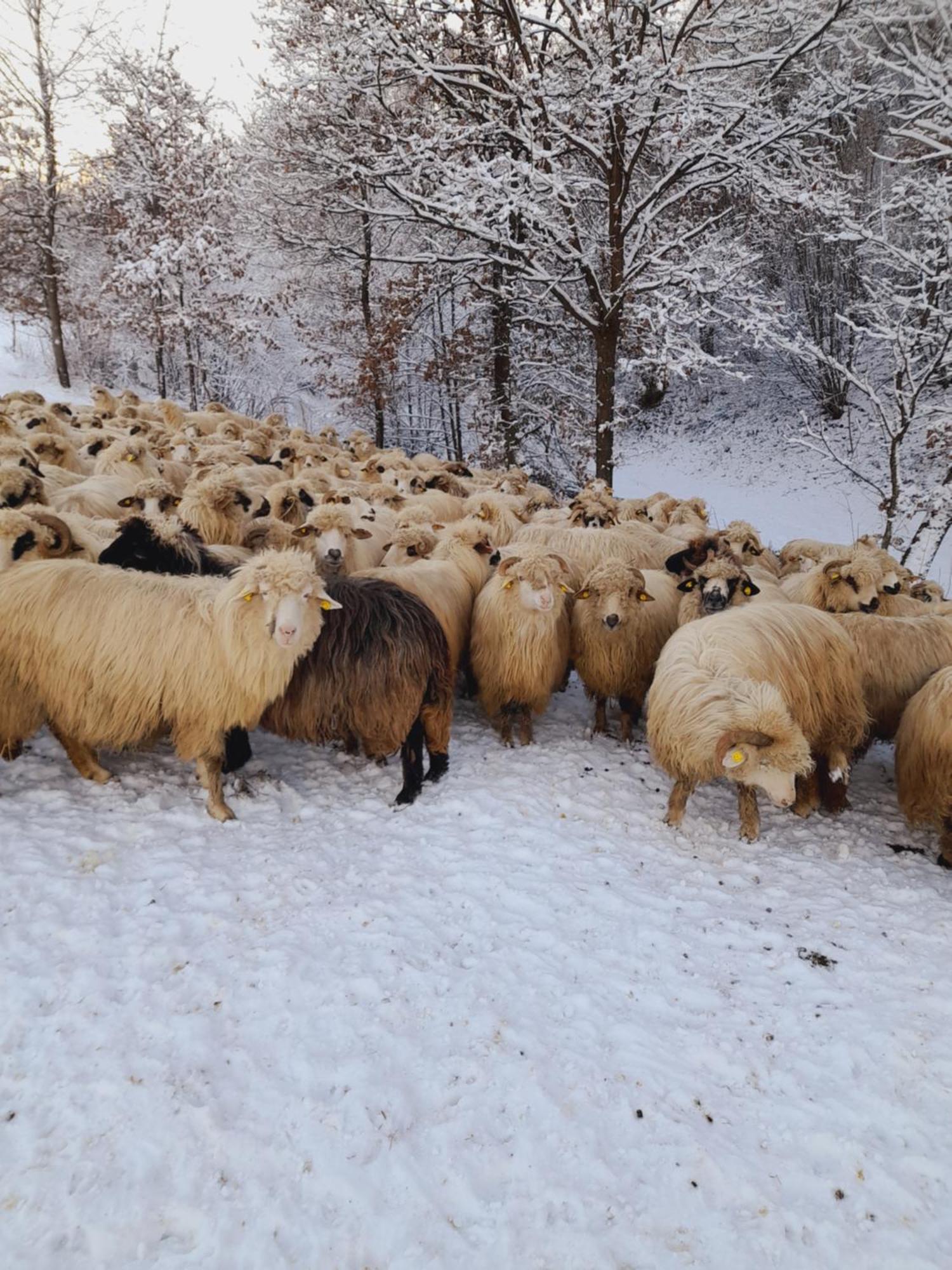 Vila Casa De La Ferma Mariuca Berbesti Exteriér fotografie
